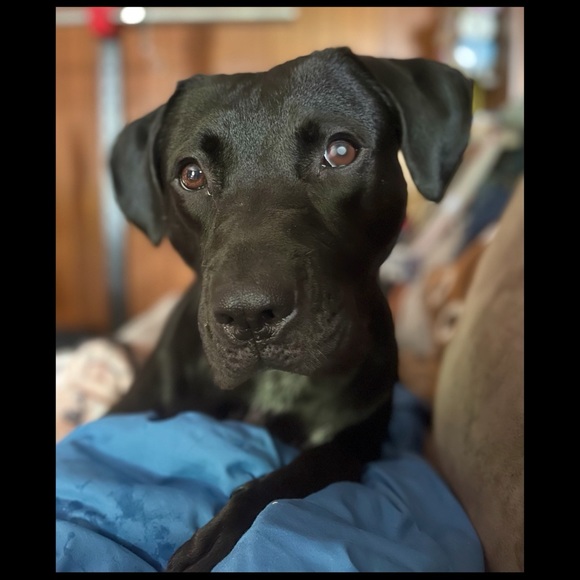 🐶 Closet Update 🐶 - Picture 6 of 7